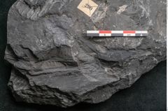 Foto (Detailansicht) von Senftenbergia crenata Lindl. et H. (NHMW-GEO-2024-0188-10944)